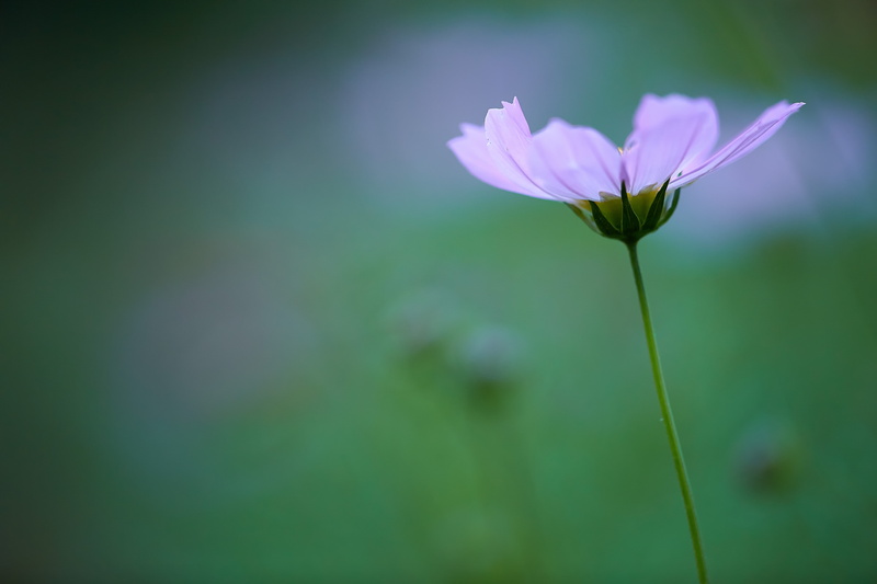 beauty In Nature, green Color, plant, petaled, shi, 5K, close-up, pink, macro, 自然, outdoors, summer, selective, cosmos, photography, springtime, Feelings