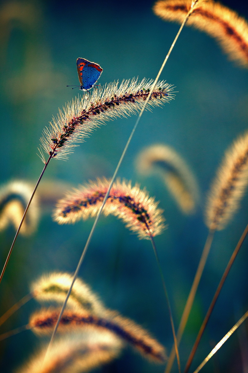 insect, autumn, Ageo, blue, summer, Light  blue, 5K, outdoors, butterfly, macro, nature, plant, 光, black, Canon  EOS, black flower, field, shi, 秋, grass