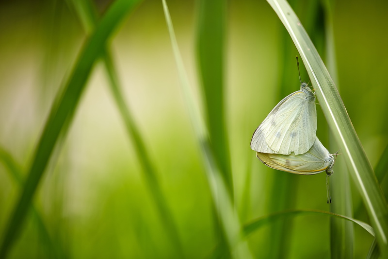 leaf, Canon, green leaf, butterfly - Insect, shi, selective, Butterfly, macro, focus, selective focus, summer, 5K, Life, green, 日本, animal, 自然, nature