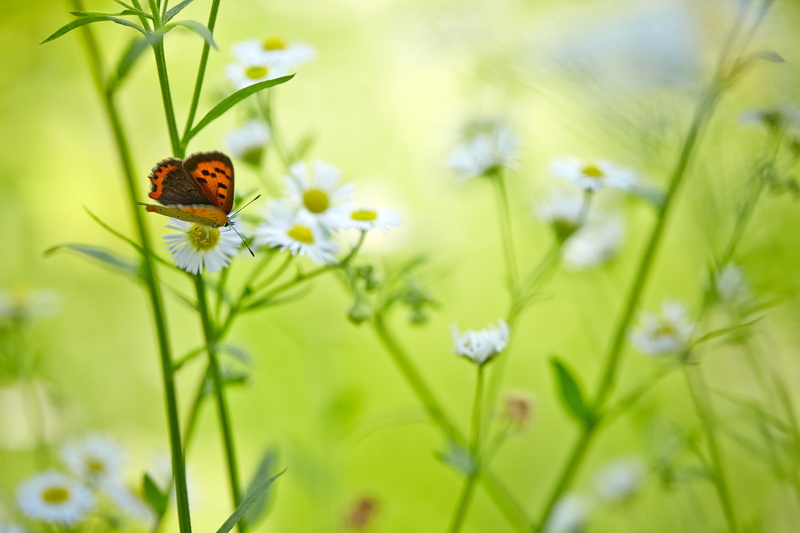 outdoors, summer, Colors, white, color, meadow, macro, black butterfly, brown, 日本, 5K, black, petaled, Saitama  JAPAN, insect, Early Summer, plant, grass