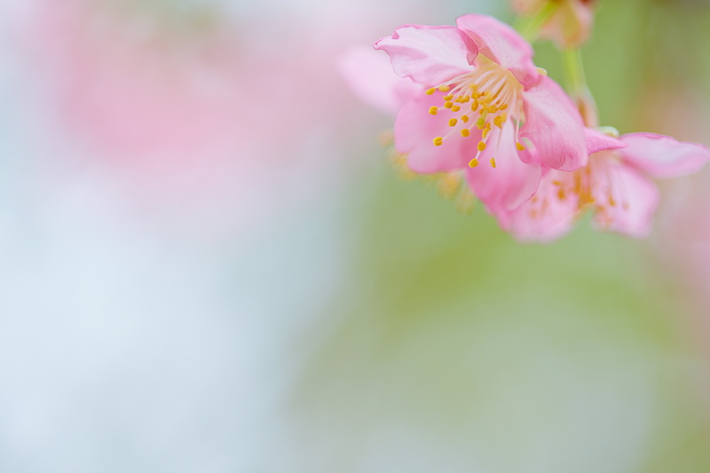Ageo, nature, 日本, Saitama  JAPAN, Spring, Canon, cherry-blossoms, shi, Pink, macro, 春, flower, 5K, yellow, plant, petaled