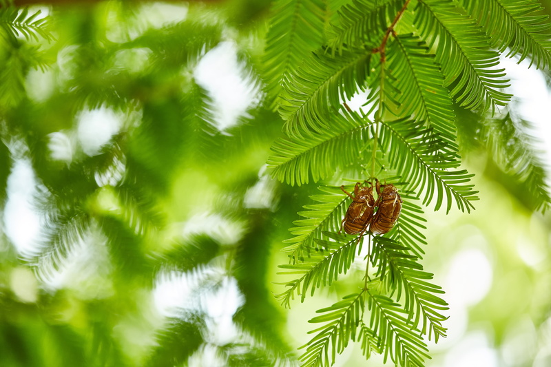 Together Forever, 5K, Forever  green, tree, 日本, green, plant, leaf, insect, close-up, green Color, green leaf, branch, cicada, forest, nature, shell, Saitama  JAPAN