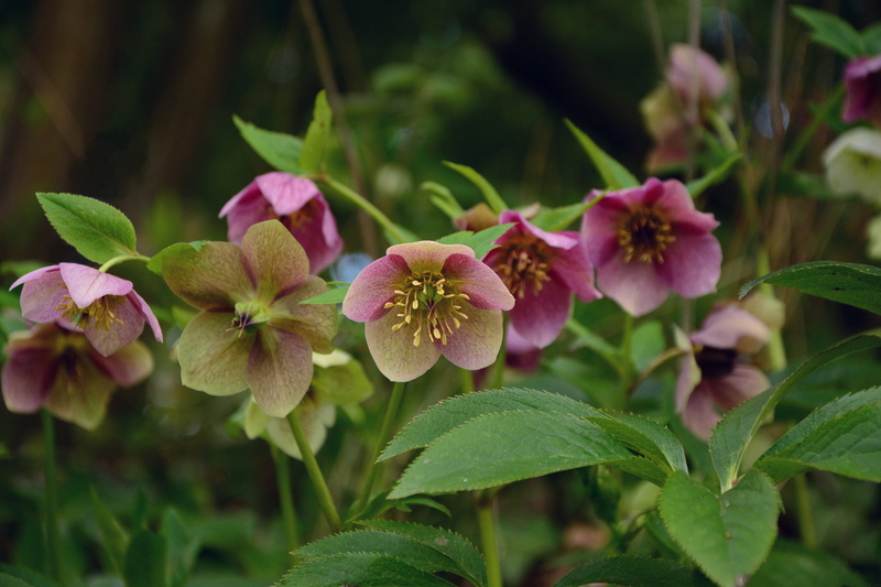 species, plant, hahnenfußgewächs, growth, hellebore, vulnerability, flower head, 5K, outdoors, early bloomer, leaf, green color, close-up, pink color