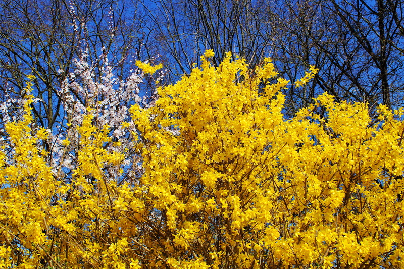 branch, land, forest, bright, low angle view, outdoors, 5K, leuchtendgelb, forsythia, change, forsythienstrauch, sky, plant, autumn, no people, growth