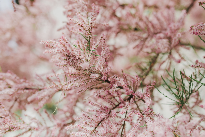 outdoors, beauty In Nature, botany, blossom, freshness, macro, plant, flowering plant, season, flower head, flowers, fragility, no people, day, spring
