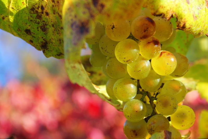 bunch, leaf, food, 1080P, growth, green, grapes, champagne, nature, grape, John Morgan, photography, yellow, Napa  California, vineyard, Mumm, agriculture