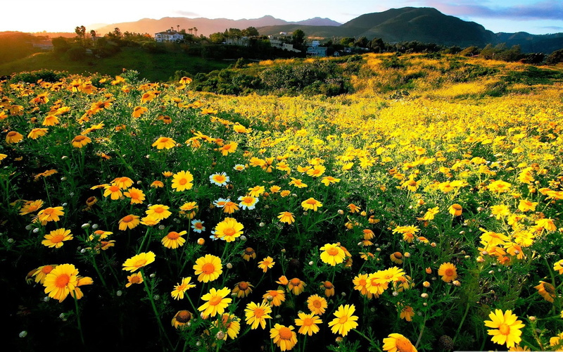 wal, outdoors, land, landscape, growth, flowerbed, no people, flower head, 1080P, plant, hd, day, early, scenics - nature, flower, spring, quality, field