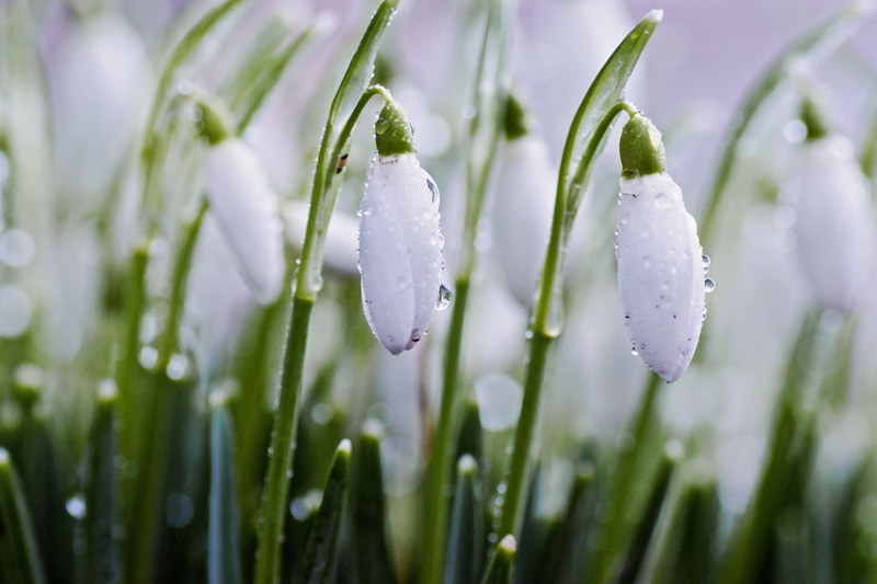 Drops, rain, Wet, nature, A77, petaled, green Color, dew, 2K, snowdrop, meadow, Jan  Jan, grass, drop, season, Droplets, white, beauty In Nature, Sony