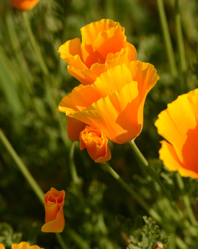 tulip, au, chemin, daytime, yellow Poppy, nature, flower, summer, 4K, bokeh, springtime, country, flowerbed, spring, Nikon D7100, petal, orange, macro