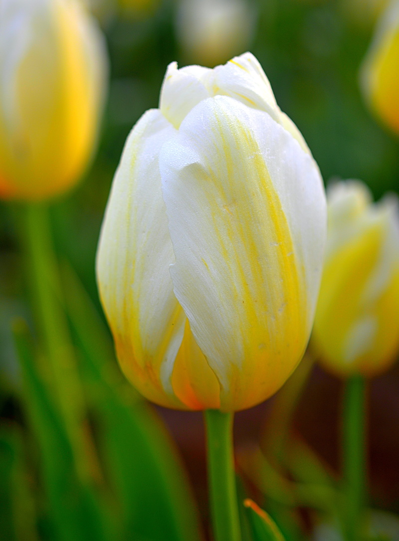 Micro, flower Head, white Tulip, Yellow, Soft, petal, Multicolor, summer, Kirt, Nikkor, Tulip Festival, Bokeh, Green  Plant, white, Easy, Farms, tulip