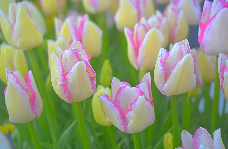 Tulips, milf, AF, Bokeh, HDR, Depth of Field, Nikkor, Tulip Festival, Willamette Valley, white Tulip, nature, Serene, White, Oregon, springtime, Farms