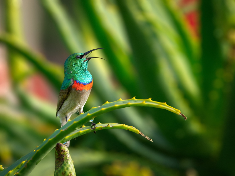 animal themes, flying, vertebrate, nature, feathers, flower, wild, animal, colorful, day, focus on foreground, wildlife, 2K, branch, green, blue, male