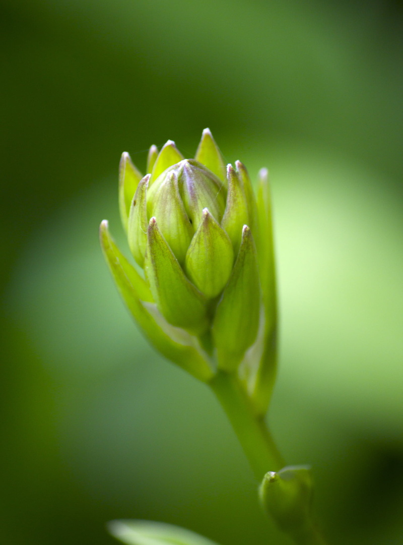 photo, plant, canon, flowering, flower  flower, 1080P, dof, bokeh, flower, leaf, green Color, botany, nature, freshness, monochrome, green, macro, close-up