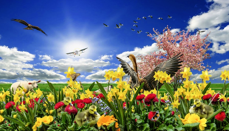 2K, sunshine, composing, summer, animal wildlife, tree, defend, nature, sky, chicks, flowerbed, flower head, animal, vertebrate, growth, lamb, springtime