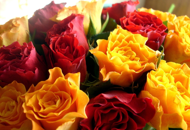 softness, blossom, flowers, rose - Flower, decoration, nature, choice, multi Colored, white, backgrounds, rose, summer, colors, tulip, bouquet, springtime