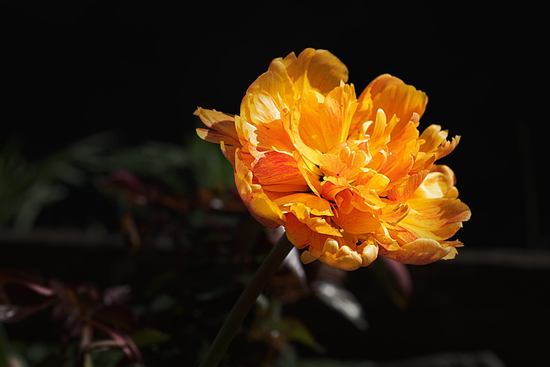 flower head, bright, pollen, fragility, close-up, softness, orange color, flower, yellow, pentecost, growth, peony, orange, 2K, double flower, focus on foreground
