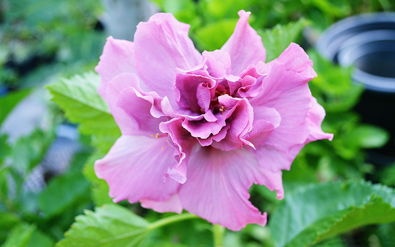 pink color, flowering plant, flowers, no people, flower head, hibiscus, pink, photo, fragility, leaf, plants, freshness, pollen, plant part