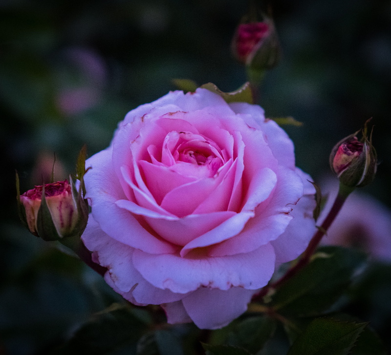 pink color, flower head, white, pink rose, double flower, focus on foreground, plant, growth, springtime, day, rose, nature, freshness, outdoors, no people