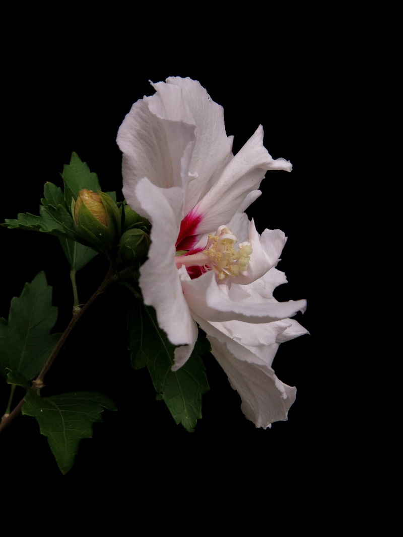 vulnerability, beauty in nature, leaf, freshness, white color, double flower, hibiscus, plant, speciosus, inflorescence, fragility, flower, plant part