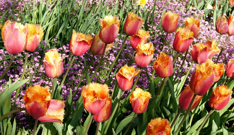 pink Color, vibrant Color, vulnerability, gardening, fragility, formal Garden, red, outdoors, flowering plant, field, close-up, tulip, no People, summer