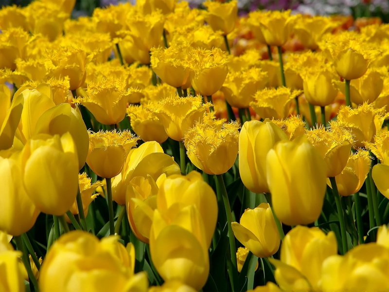 flowerbed, flower Head, double, plant, colors, abundance, freshness, fragility, flowering plant, bouquet, petal, day, season, botany, multi Colored, vulnerability