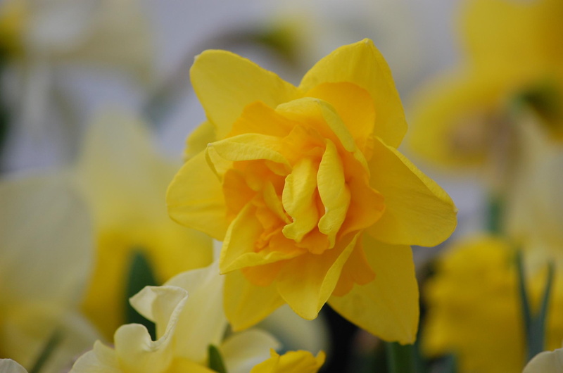 spring, daffodil, double, 1080P, 3d and abstract, flower, yellow, field