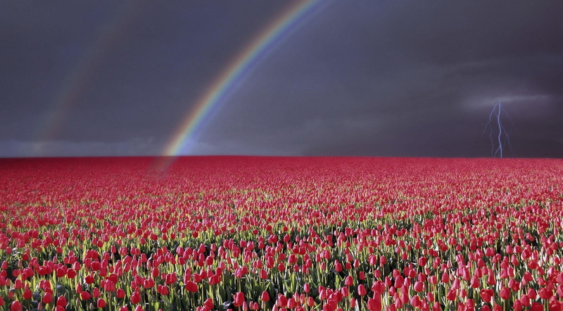 netherlands, environment, color Image, blue, season, colors, rainbow, growth, backgrounds, idyllic, petal, landscaped, flower, flowering plant, flowerbed