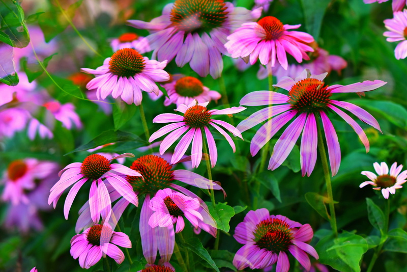 double exposure, nature, beauty in nature, petal, common cold, pink, freshness, echinacea, coneflower, park - man made space, pollen, 4K, pink color, medicinal