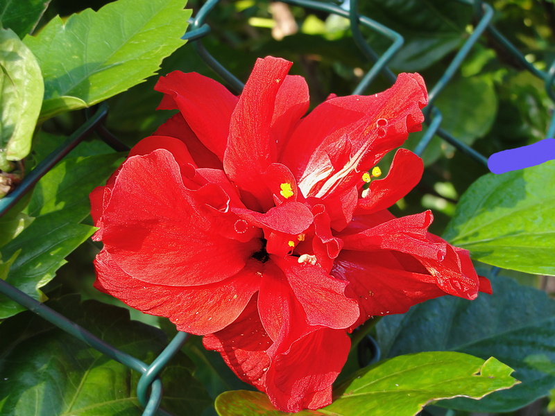 fragility, pollen, close-up, freshness, flower head, red, leaf, no people, flower, flowering plant, plant, plant part, nature, dew, inflorescence, double hibiscus
