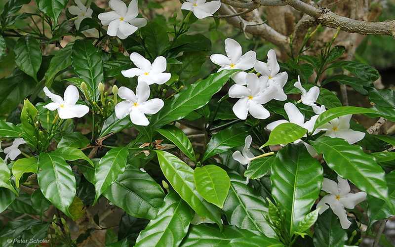 2K, tabernaemontana, double, divaricata, white, flowers