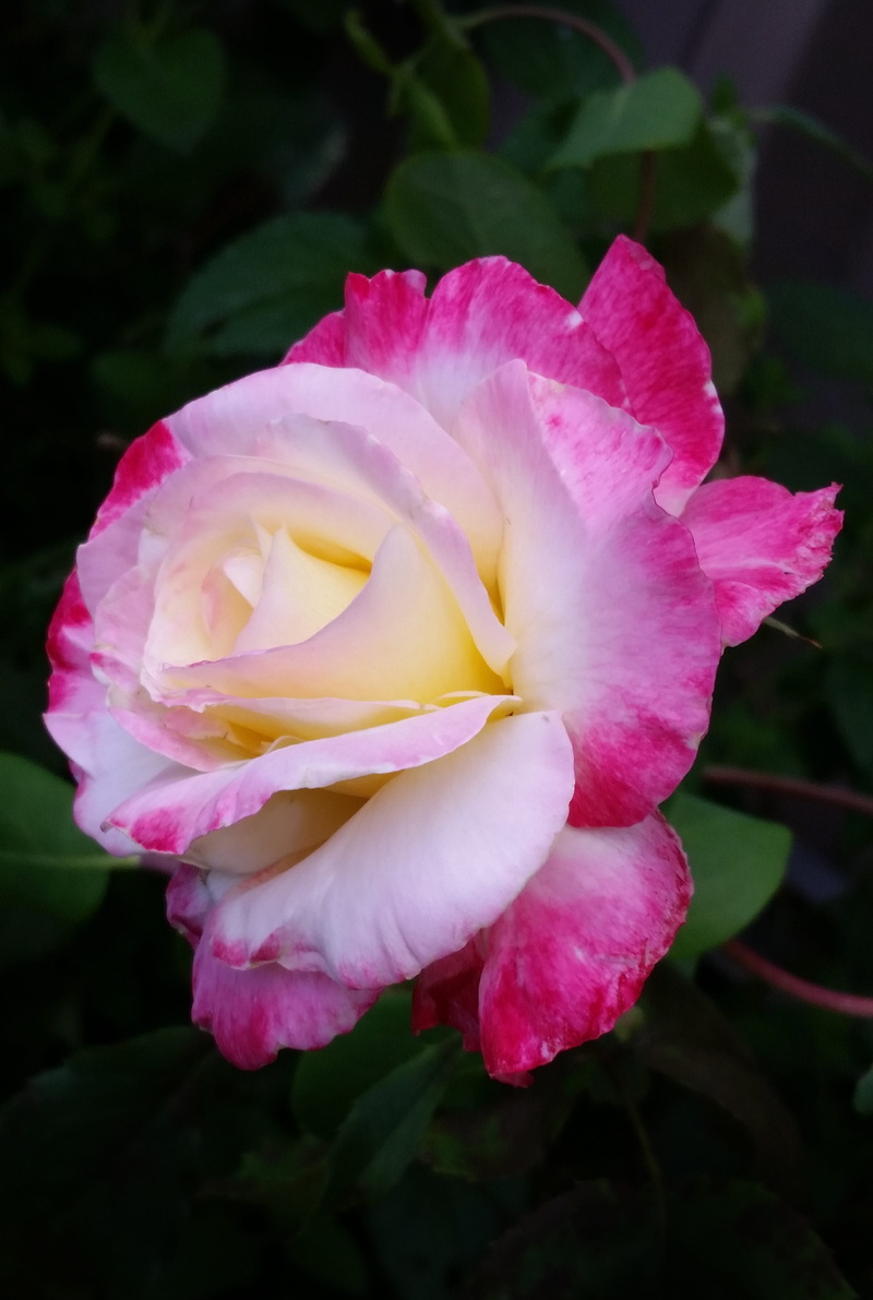 vulnerability, freshness, flower head, inflorescence, 4K, growth, rose - flower, plant, nature, flowering plant, petal, perfumed, rose, close-up, pink color