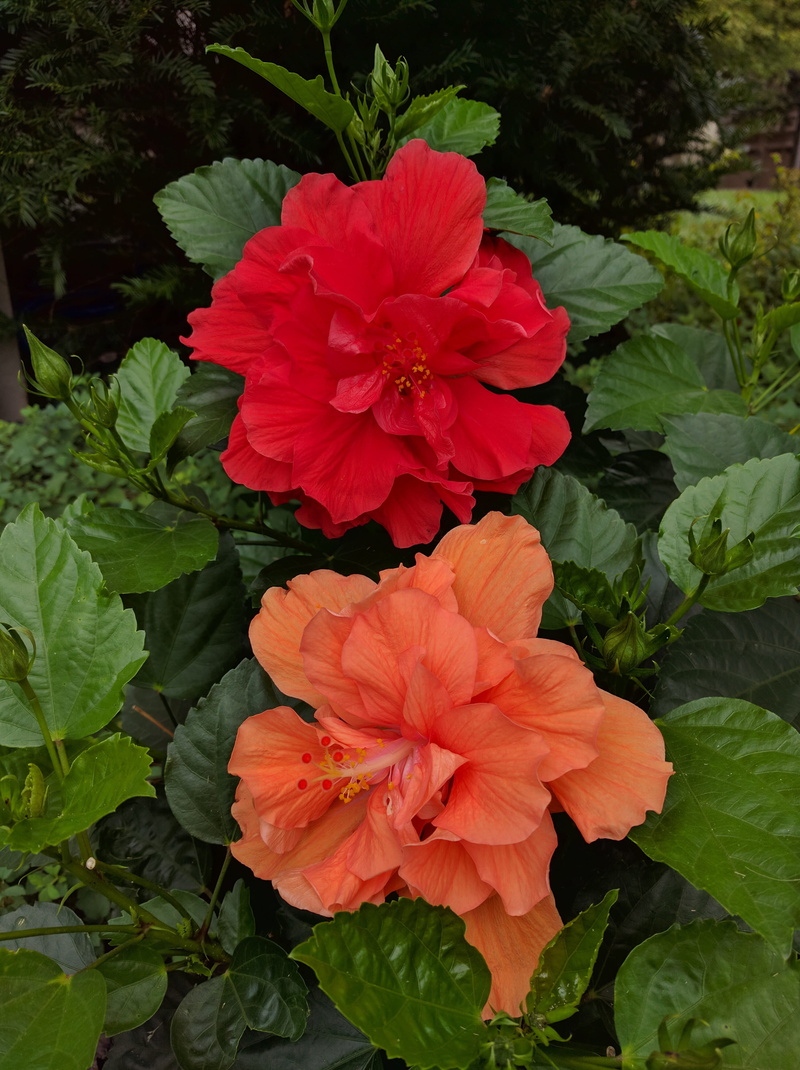 plant part, flora, double hibiscus, vulnerability, flower, growth, leaf, day, garden, 4K, outdoors, flowering plant, green color, red, no people, plant
