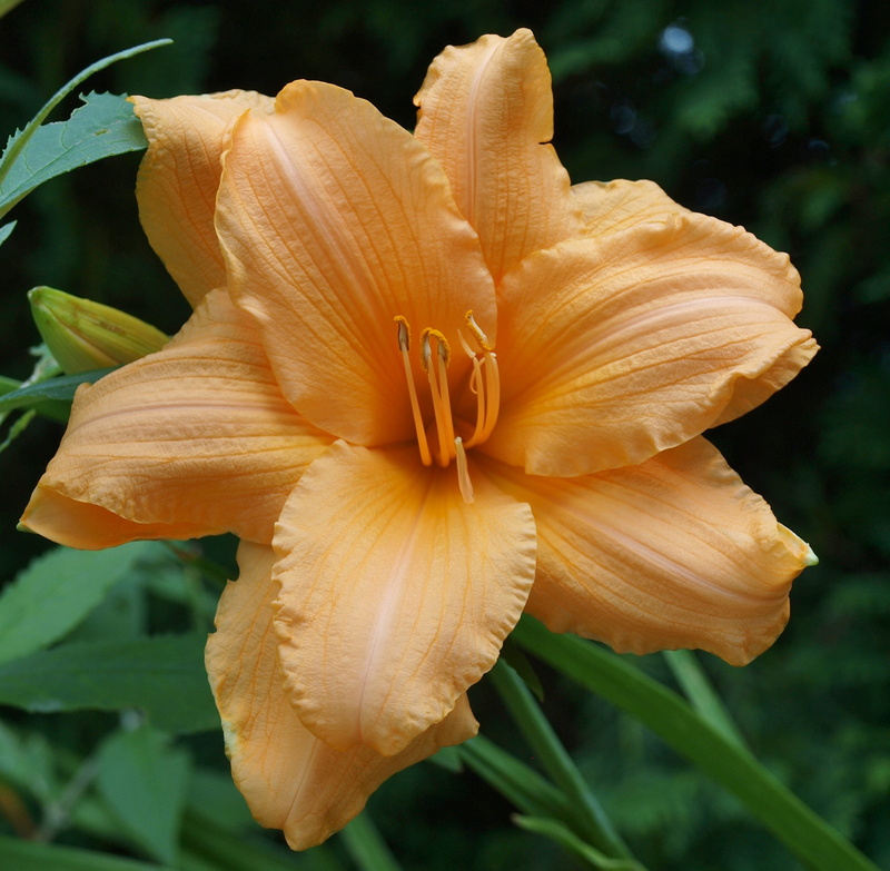 focus on foreground, flower head, daylily, blossom, vegetation, inflorescence, environment, day, vulnerability, close, lily, botany, beauty in nature, organic