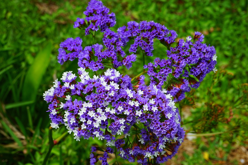 outdoors, violet, vulnerability, beach lilac, lilac, day, focus on foreground, plumbaginaceae, growth, ornamental plant, petal, limonium, 5K, close-up