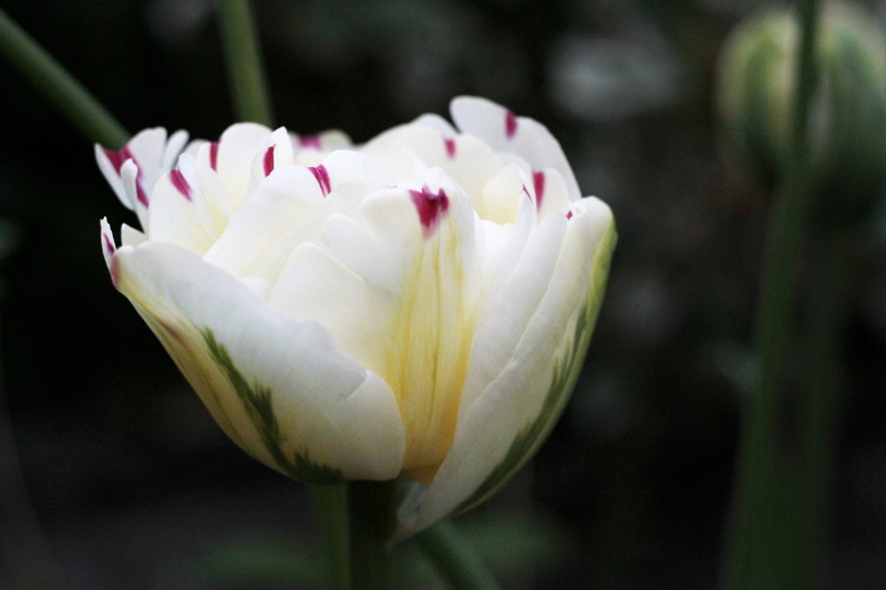 growth, flower head, vulnerability, petal, tulip, nature, red spots, lush, focus on foreground, tulipa danceline, flower, close-up, plant, fragility, double