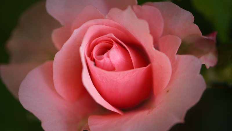 inflorescence, pink, flowering plant, outdoors, open rose, 4K, close, close-up, pink color, double flower, vulnerability, rose - flower, flower head, beauty in nature