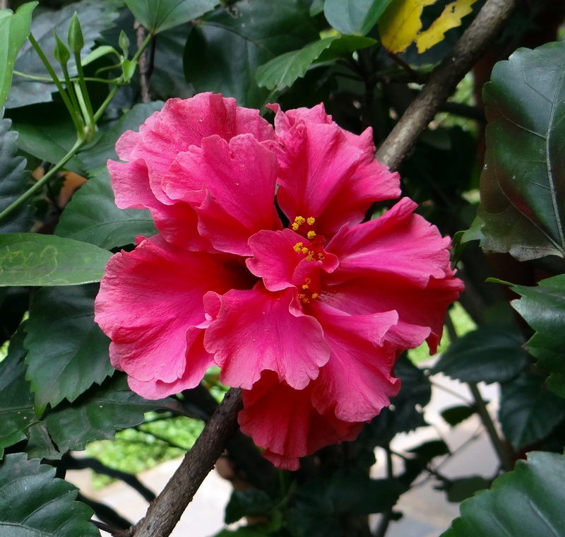petal, no people, growth, fragility, pollen, hibiscus double, rosa sinensis, leaf, dharwad, flower head, plant, plant part, freshness, inflorescence, day