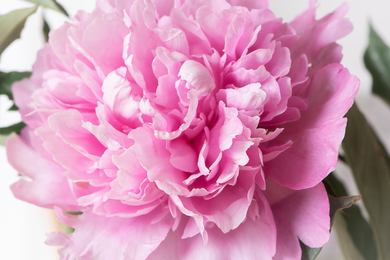 day, peony, purple, flowering plant, selective focus, bloom, gorgeous, beauty in nature, flower head, growth, close-up, outdoors, springtime, softness