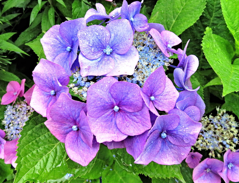 softness, close-up, purple, leaf, bunch of flowers, no people, day, ornamental plant, flower umbel, 4K, petal, flower head, nature, garden, flowering plant