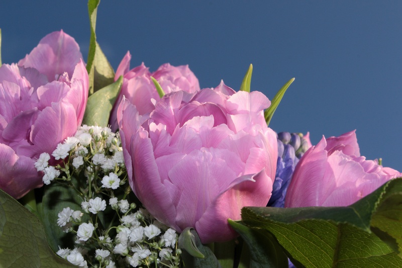 rose, growth, baby, s, petal, no people, peonies, flowers, pink, rose - flower, white, close, plant part, flower, bouquet, close-up, spring bouquet, gypsophila