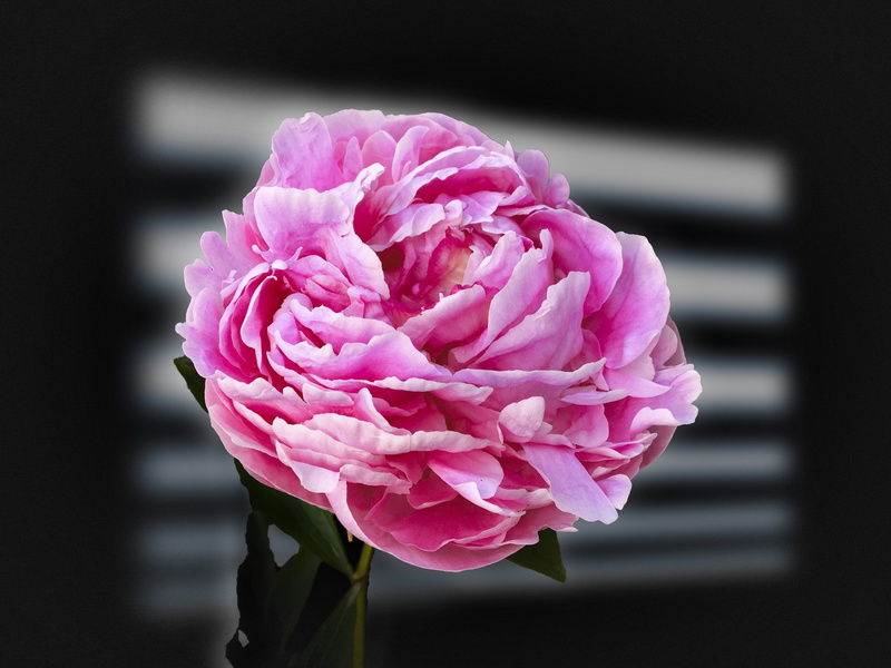 flower head, nature, flower, still life flowers, Double Rose, close-up, focus on foreground, flowering plant, peony, plant, inflorescence, Exposure, day