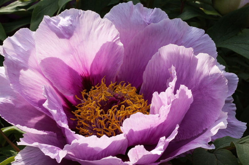 pink, bloom, ornamental plant, inflorescence, nature, double flower, closeup, day, springtime, pollen, peony, pink color, flora, blossom, freshness, poppy