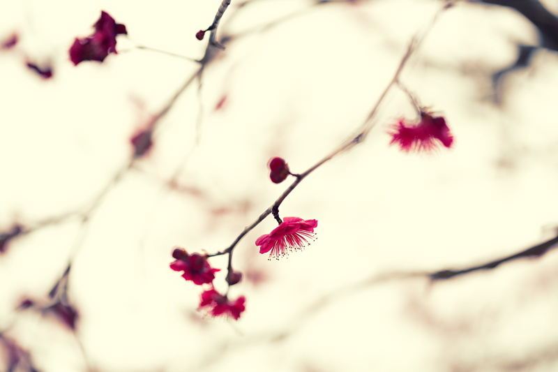 紅梅, selective focus, 5K, Red, pink Color, Canon, petal, japan, Japanese Apricot, blossom, selective, 日本, springtime, branch, tree, macro, nature, apricot