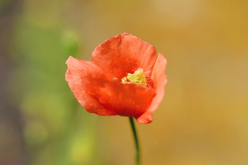 Kenko, Photo, Aoba Ward, Violet, CLOSE-UP, Flower, f / 1, Spring, Nikon AF, poppy, petaled, Nature, Plant, Papaver rhoeas, Beautiful, Purple, red, Fine