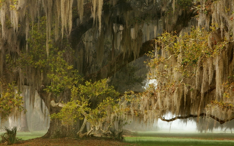 weeping willow, grass, nature, 1080P, landscape, mist, ancient
