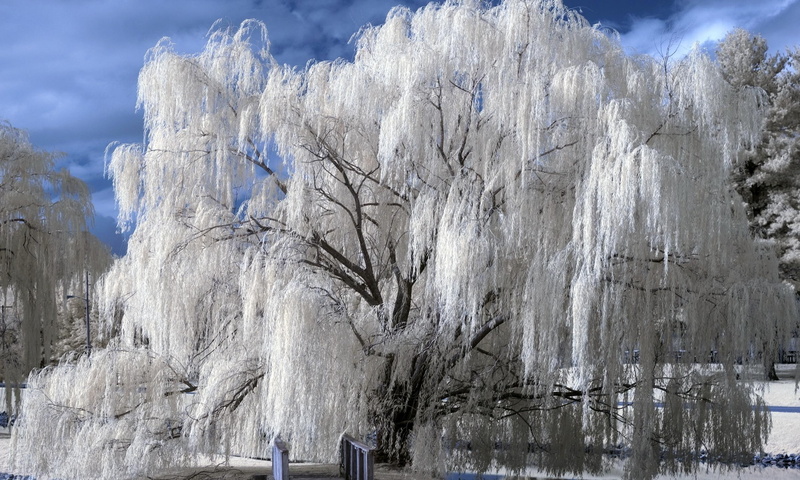 white, winter, beauty, nature, 2K, weeping, tree, photography, snow, 3d and abstract