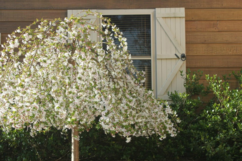 weeping, 1080P, flowers, cherry, nature and landscapes, tree, blossoms, blossom, nature