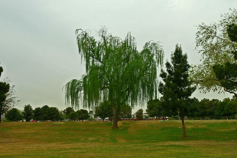 grass, weeping, 3d and abstract, trees, willow, weeping willow, cloudy, tree, 1080P