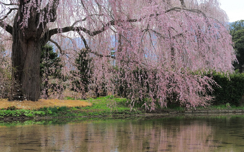 3d and abstract, lake, flowering tree, grass, 1080P, tree, flowers, weeping
