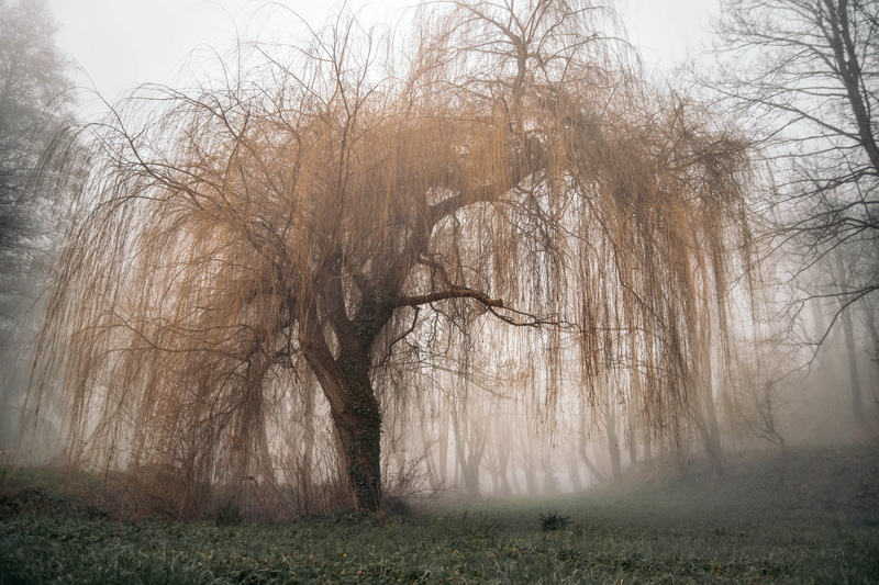 weeping willow, mist, overcast, trees, nature, winter, photography, willow trees, 5K, grass